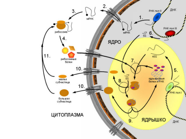 В биологии генетическая информация, хранящаяся в ДНК,  транскрибируется в мРНК, которая затем выходит из клеточного ядра (иллюстрация Wikimedia Commons). 