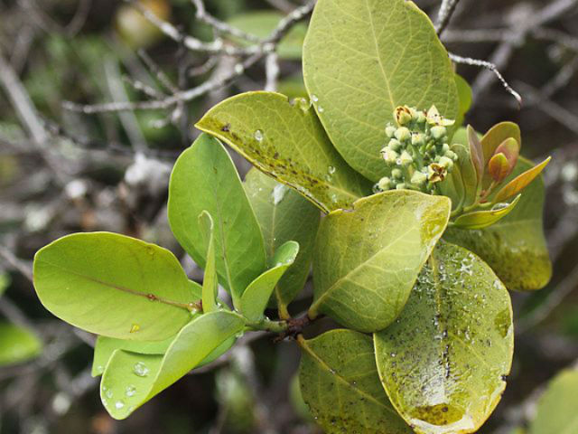 В отличие от своего синтетического аналога, натуральный сандал не оказывал столь благотворного влияния на кожу  (фото Wikimedia Commons). 