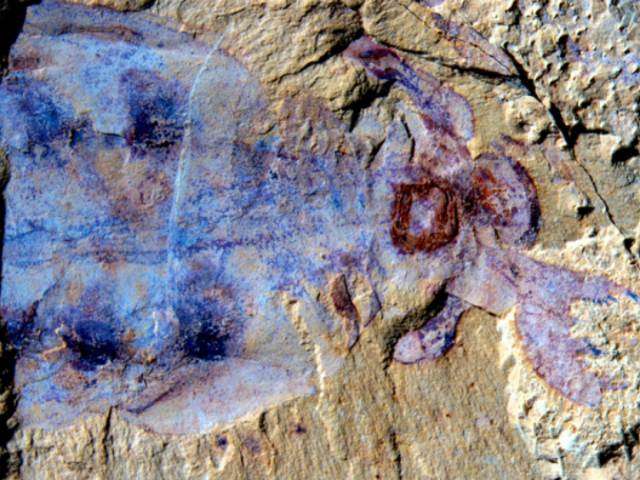 Хорошо сохранившаяся окаменелость 520-миллионолетнего морского животного (фото Peiyun Cong). 