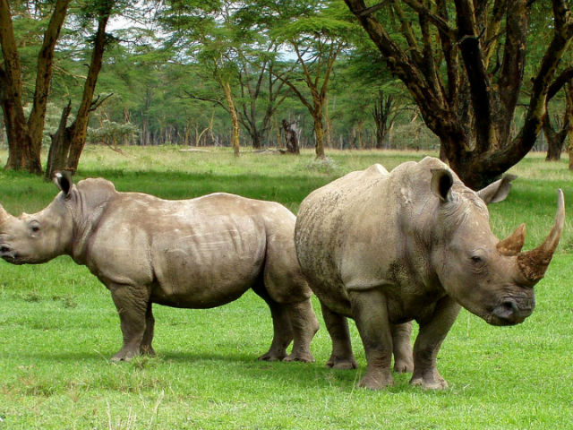 Незаконная торговля слоновой костью и рогом носорога являются следствием обеднения населения (фото Wikimedia Commons).