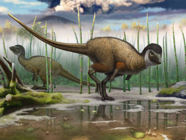 Окаменелости из долины Кулинда Забайкальского края подтвердили теорию о том, что большинство видов динозавров было покрыто перьями ещё до того, как они разделились на плотоядных и травоядных (иллюстрация Андрей Атучин).
