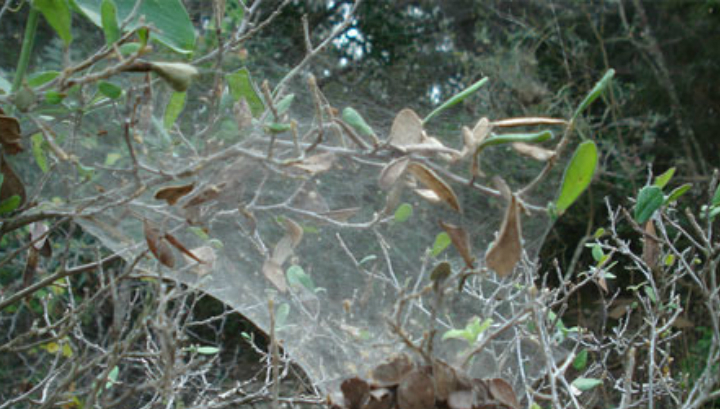 Паутина колонии пауков (фото Joe Lapp).