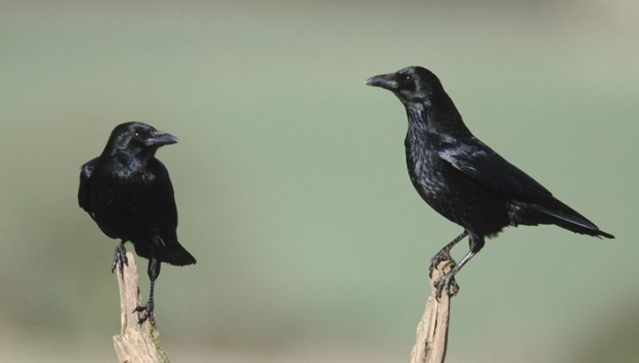 Чёрная ворона Corvus corone (фото Duncan Usher/Minden Pictures/FLPA). 