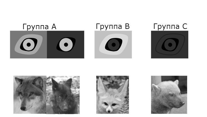 Сравнение видимости глаз различных групп животных (иллюстрация PLoS One).